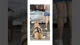 уууу..... что за милота, давайте отвлечемся на это милое видео