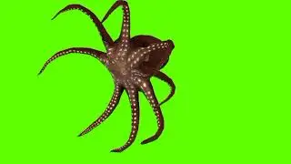 Green screen Octopus video | Octopus running green screen