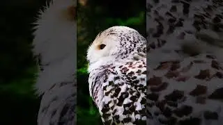 Amazing!