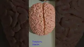 Мозг человека из пенопласта и штукатурки, как сделать)