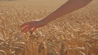 Beautiful Wheat Field | Free Footage - Videos for content creators
