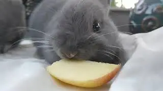 Apple time