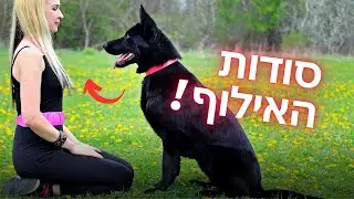אילוף כלבים - איך לגרום לכלב להתמגנט אליי?
