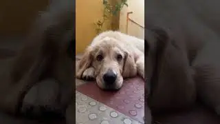 It’s in the eyes ❤️