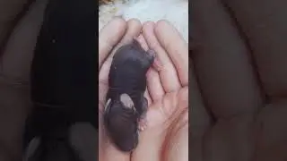 Символ 2023 года! 🐇