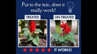 A little experiment to see if Slug, Snail and Aphid Repellent actually works