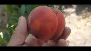 Екстрім 314 та Харнас.