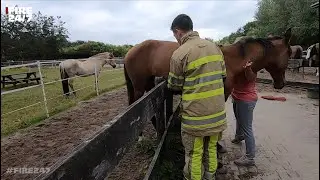 DUTCH FIREFIGHTERS -HORSE IN TROUBLE