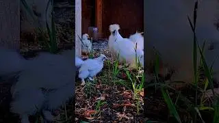 Waltz of the Silkies: Chicks First Time Outside #chicken #silkie #silkiechicken  #shorts