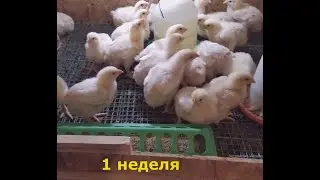 бройлерам 7 дней