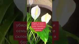 Спатифиллум. Уход и значение 