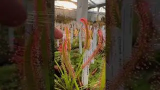 Drosera use sticky dew to trap and digest insects on their leaves