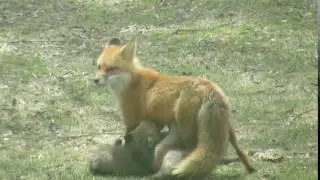 Fox Kits Eating - Mother Fox Feeding its Babies