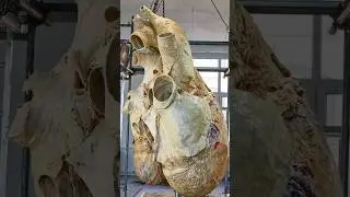Blue whale heart 🫀