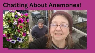 A Chat About Anemones