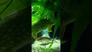 Щука поглотила Сочную красноперку #fishing #aquarium #аквариум #щука #pike #ловлящуки