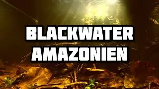 Mon Aquarium Blackwater Amazonien!