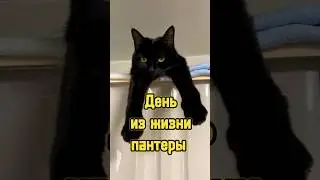 Один день из жизни пантеры 🐈‍⬛ 