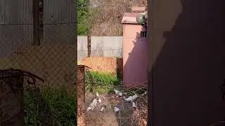 Голуби Ломова С 6-30 утра