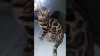 Dakota Gold super bengal kitten #бенгалы #котята #cats #кошки #kitten #bengalcats