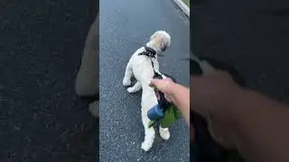 Anyone else’s dog do this? #shorts