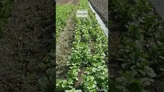 How to Grow Basella alba or Alugbati #agaderfarmland #alugbati #shorts