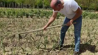 Diserbo per aglio e cipolle ecologico naturale chiamato la zappa