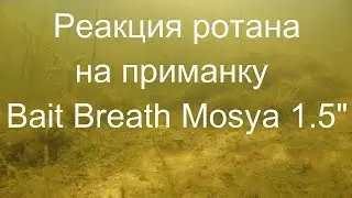 Реакция ротана на приманку Bait Breath Mosya 1,5