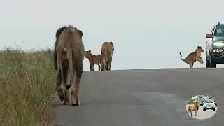 Tiny Lion Cub Charges A Car In Kruger National Park