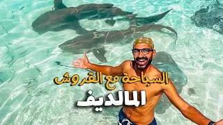 اصعب تجربة في رحلة المالديف السباحة مع اسماك القرش