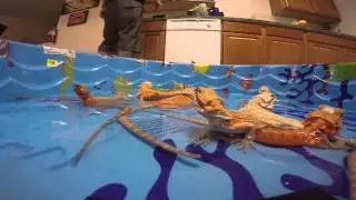 Bath Time With The Gopro Quality!!