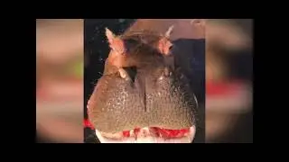 бегемот ест арбуз!! (все видео)🍉🦛😁👍