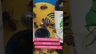 Настойка Пчелиного Подмора!