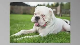 Dog Portrait Photography Buckinghamshire