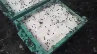 Весенняя подкормка пчел сухим молоком