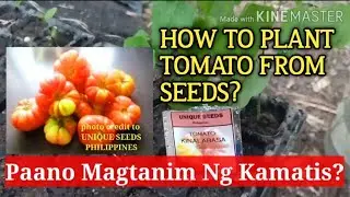 Growing Tomato From Seeds | Tomato Kinalabasa Variety