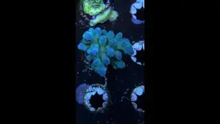 Peng's Blue Monster, Jake's Toxic A. florida + More