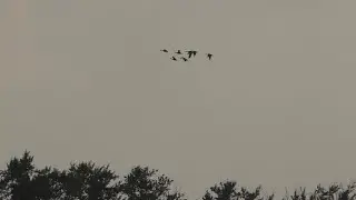 Супер охота на утку, норму взяли сразу. Утки просто валом.