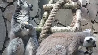 лемуры в зоопарке