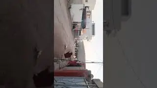 شاريا