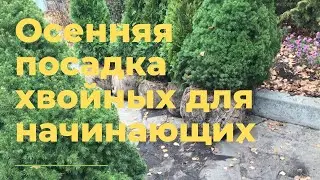 Осенняя посадка хвойных растений для начинающих дачников и садоводов.