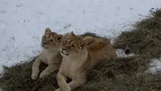 Львам постелили тёплое сено прямо на снег❄🦁 ПАРК ЗЕМЛЯ ПРАЙДА 🌿