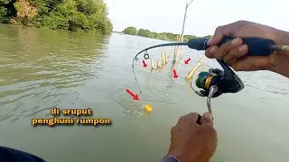 Jangan salah pilih..!! Umpan udang hidup gacor untuk mancing di spot seperti ini