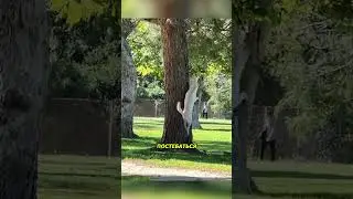 Собака пыталась догнать непоседливого противника