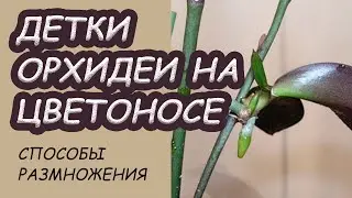 Детки ОРХИДЕИ на цветоносе. Что делать?