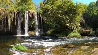 Тополя - Григорьева Маргарита