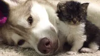 People picked up a barely alive kitten and brought it home. The husky's reaction amazed everyone!