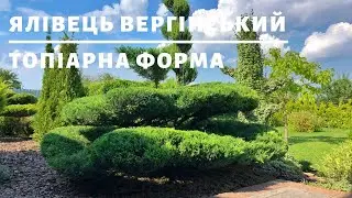 ЯЛІВЕЦЬ ВЕРГІНСЬКИЙ ХЕТЦ. ТОПІАРНА ФОРМА | ТОПІАРНИЙ САД