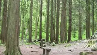 Scenes from Oakvale Woods, Stradbally, Co. Laois