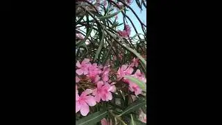 Отдых в Абхазии /Пицунда Рыбзавод Лучший пляж в Пицунде Лето в Абхазии 